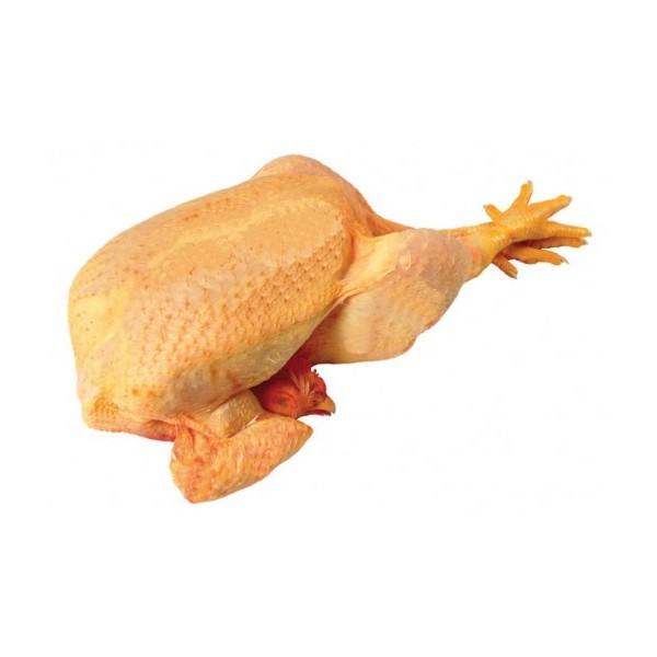 Pollo